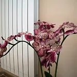 B&B Giacomino 소렌토