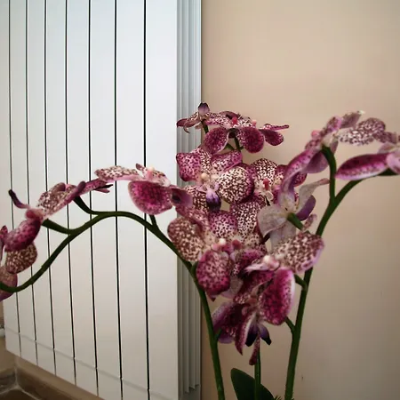 Bed & Breakfast Giacomino Sorrento