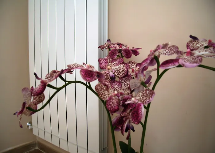 B&B Giacomino 소렌토